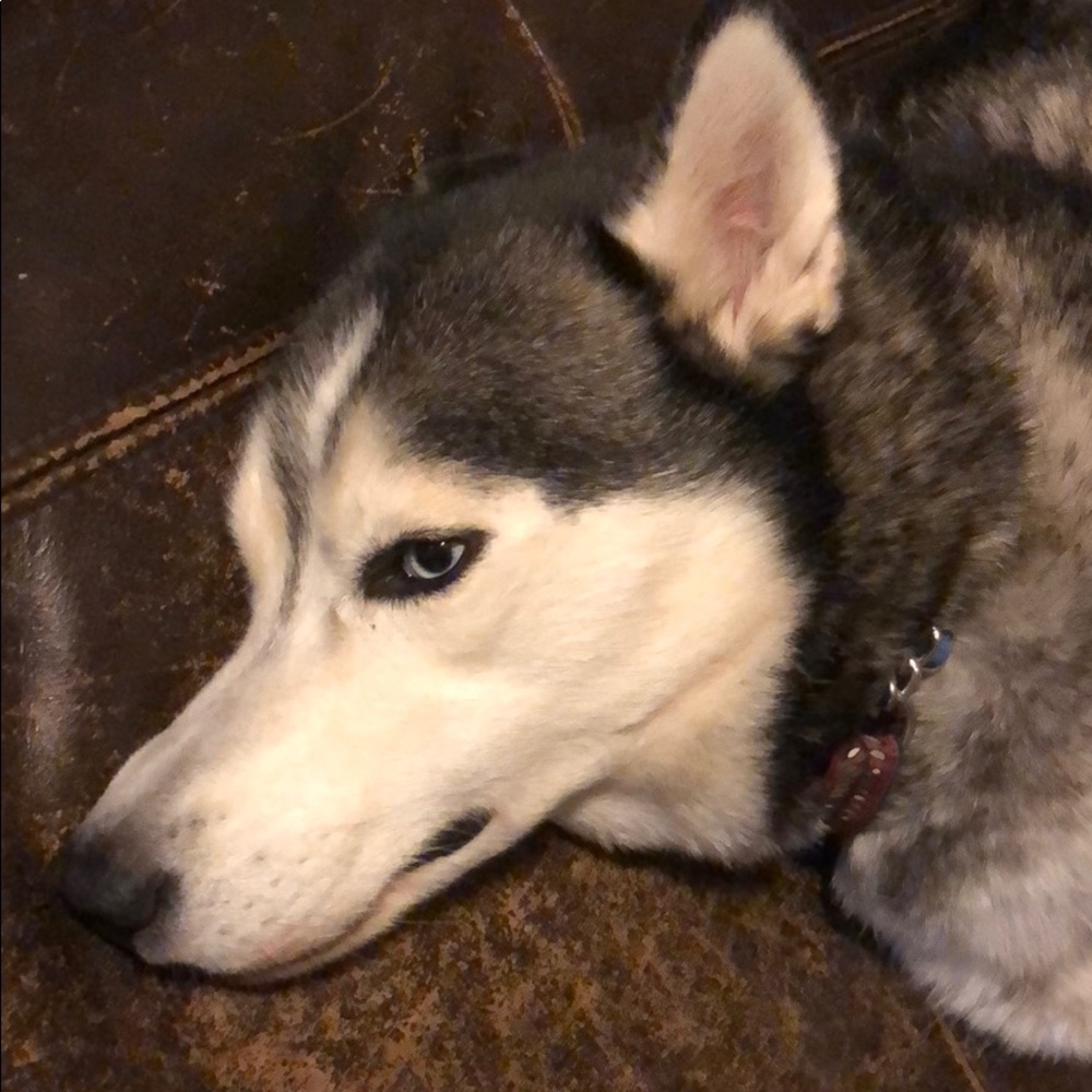 Meet your Posher, Sean